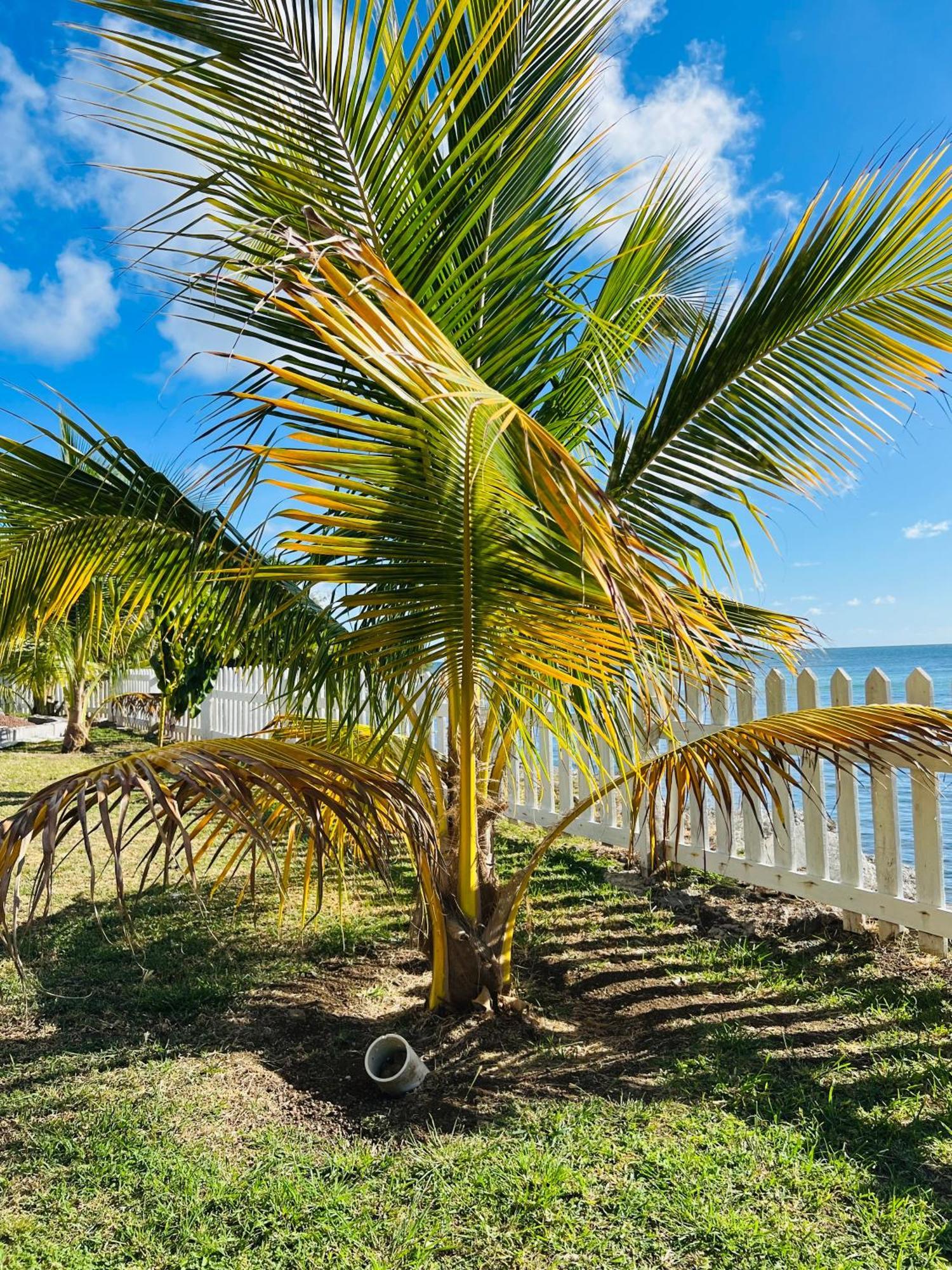 Sealavie Apartments - Grenada St. George's Екстер'єр фото